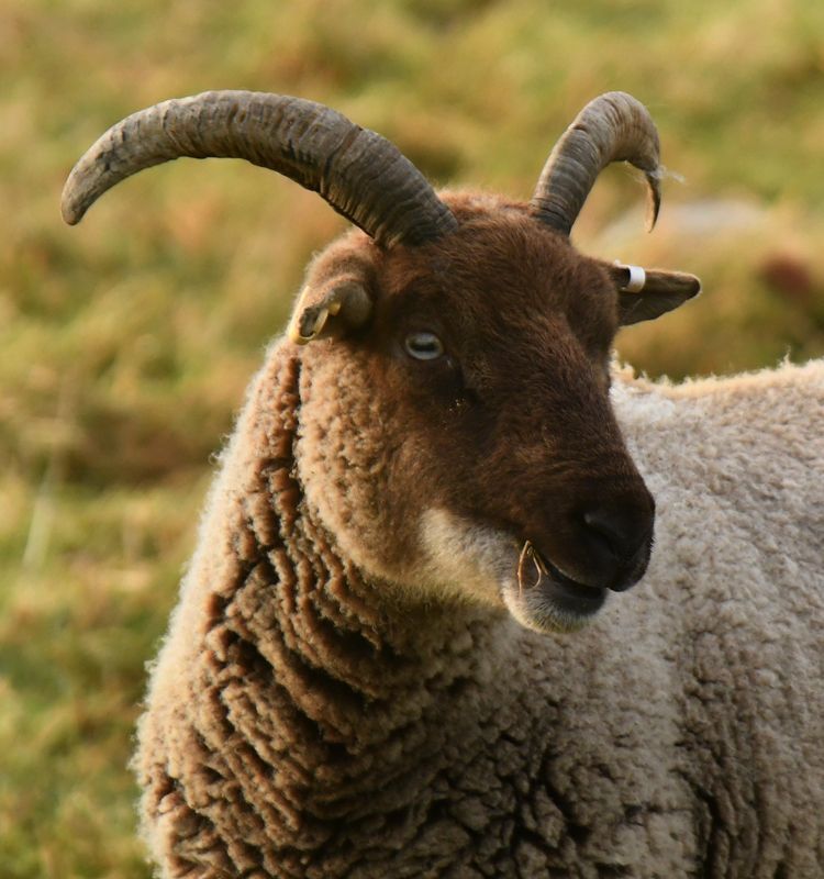 Horned Sheep by Graham Harrison A horned sheep