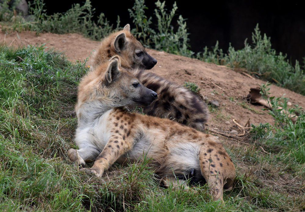 hyenas at yorkshire wildlife park