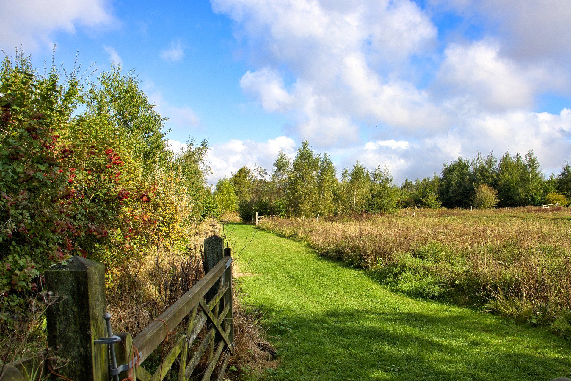 a view over a meadow in september