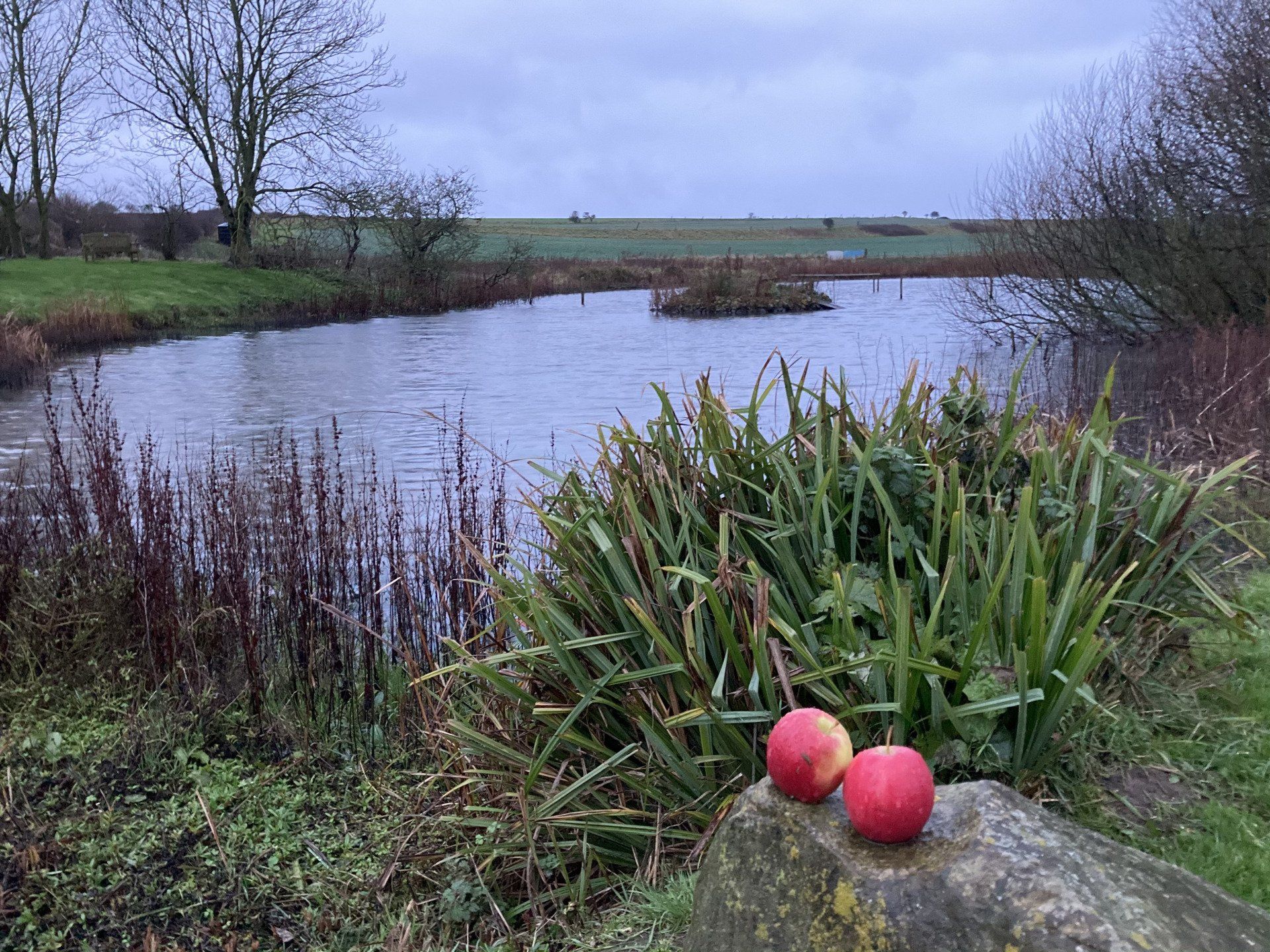Buckton Morning by Derek Smith two apples on a rock by a pond