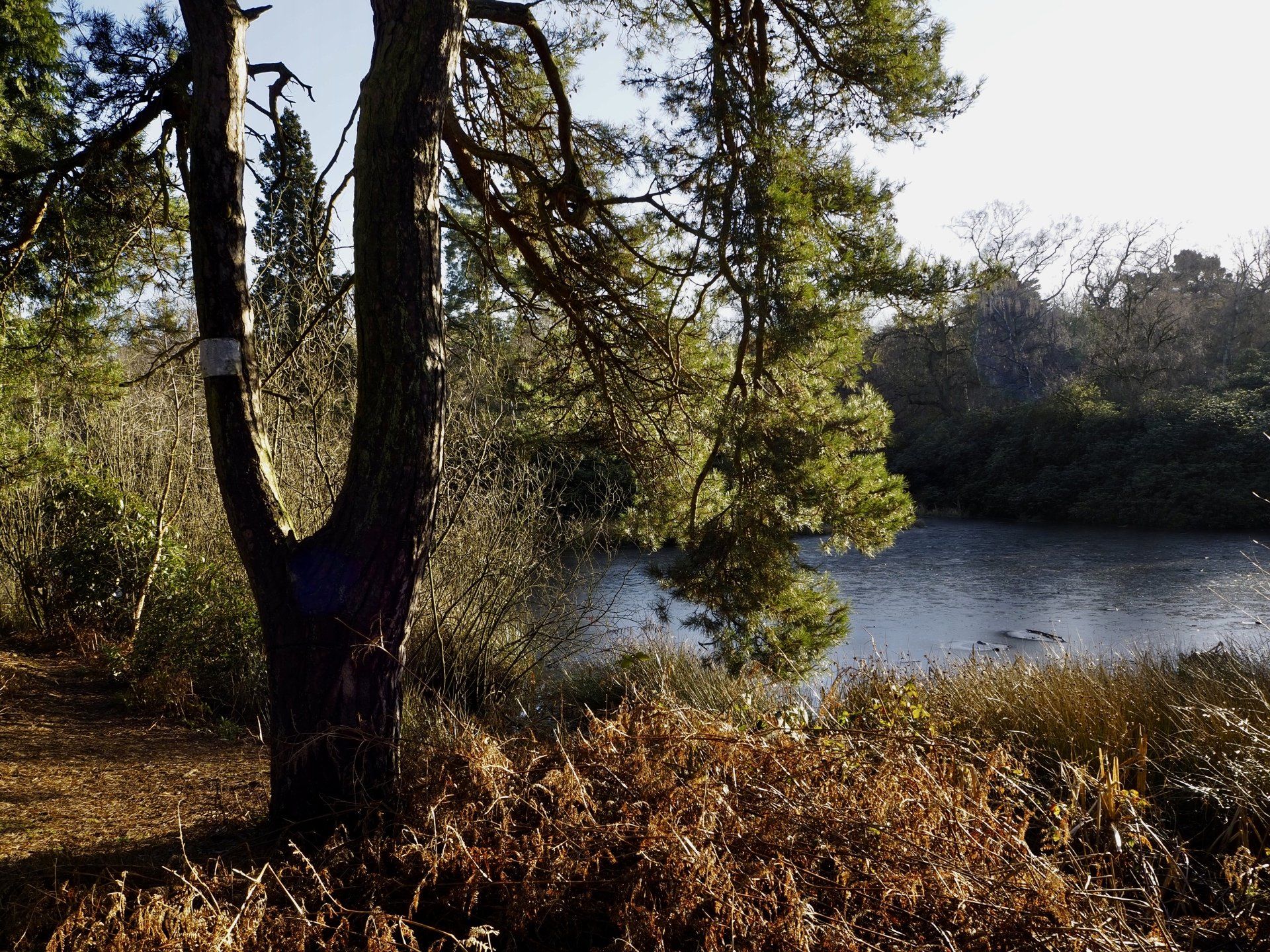 twigmoor woods, north lincolnshire