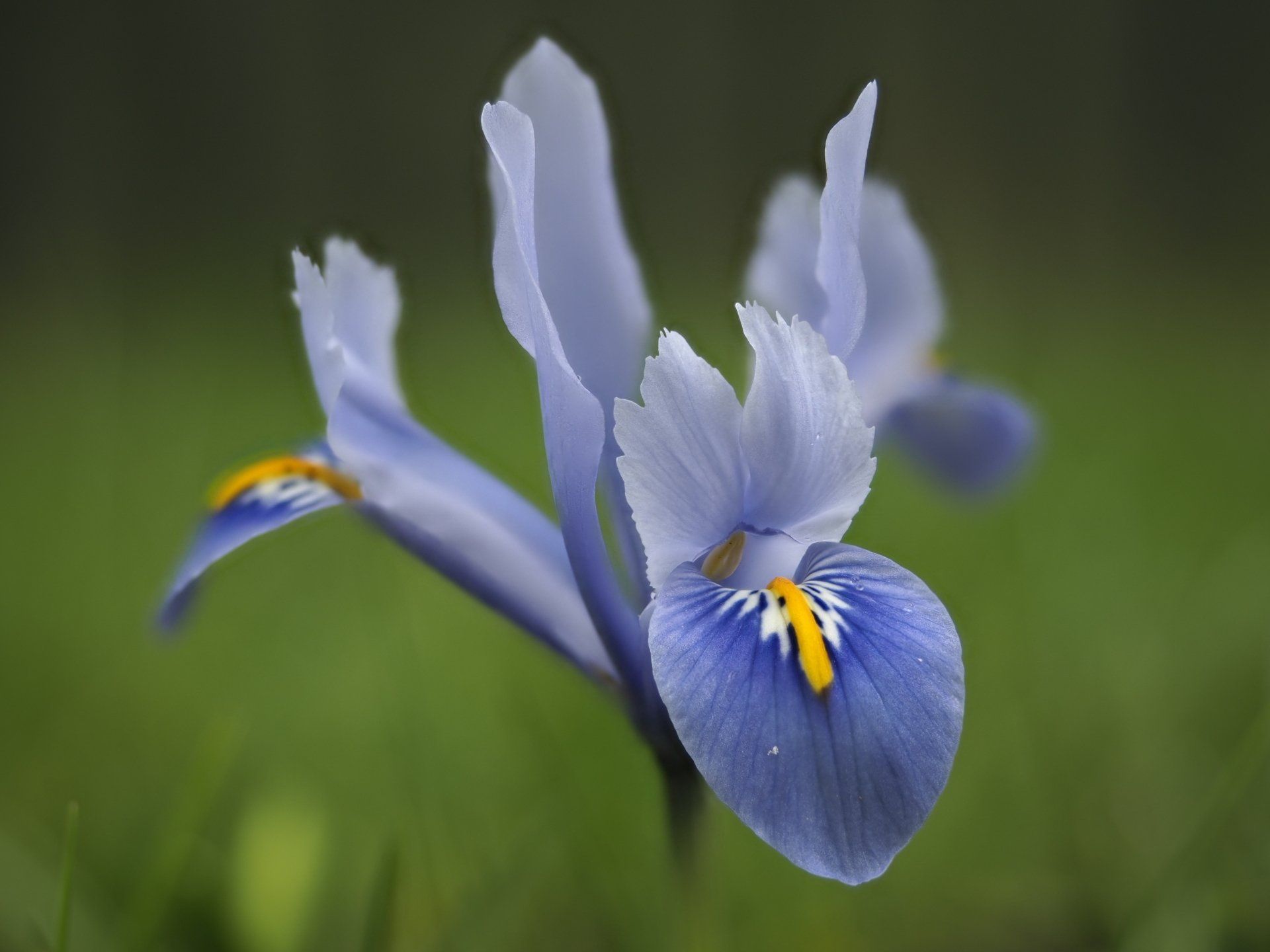 Dwarf Crested Iris by Derek Smith dwarf crested iris