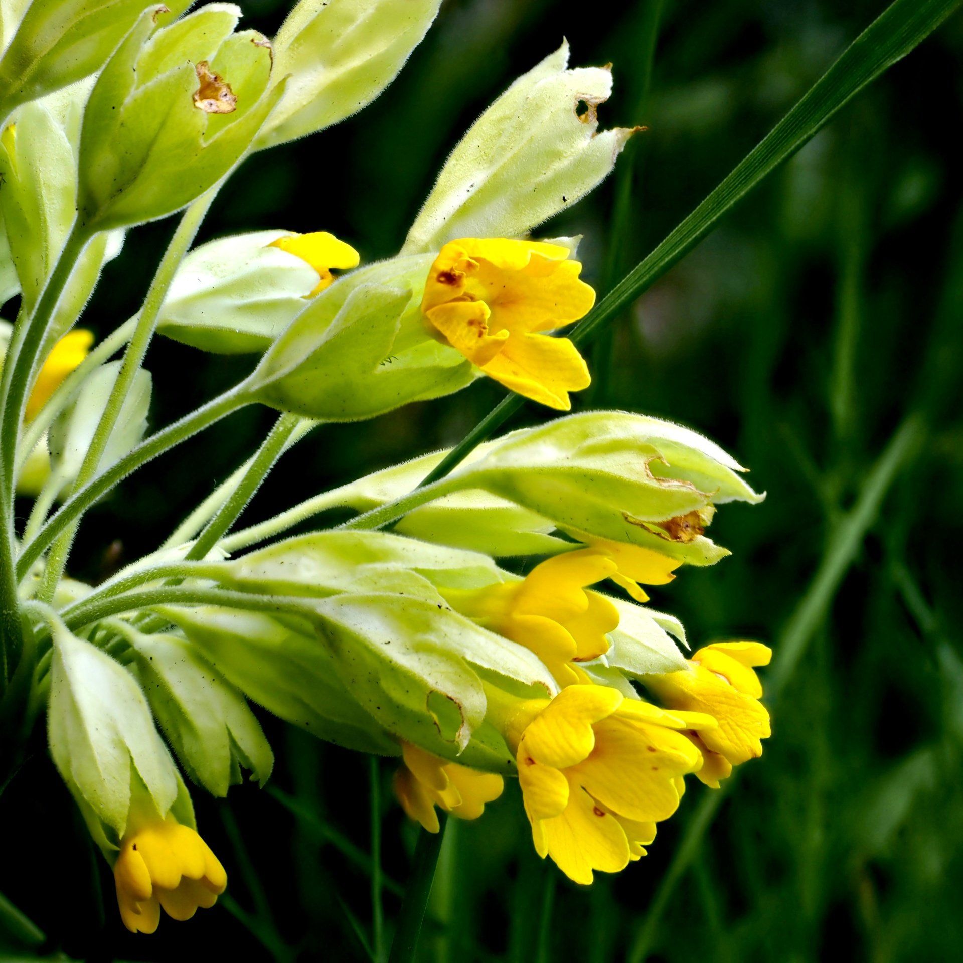 Photo of cowslips by Derek Smith cowslip flowers