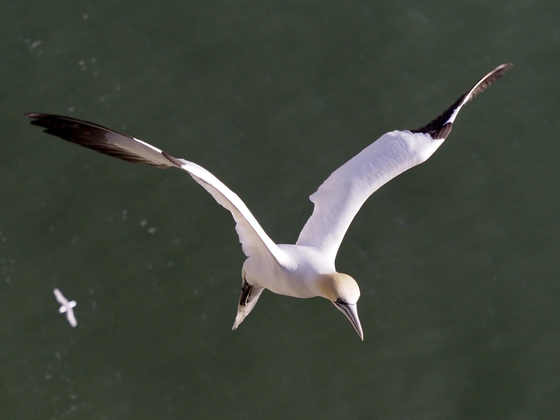 Gannet in Flight by Derek Smith a gannet in flight