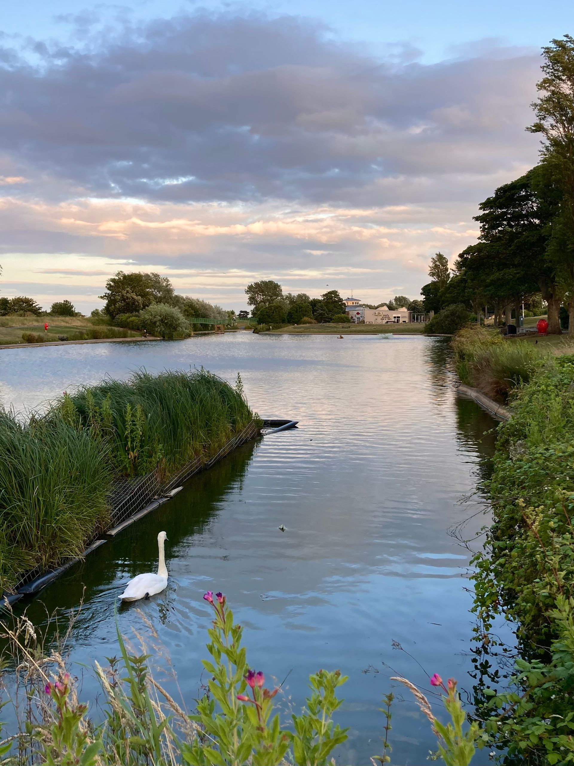 a swan on the boating lake at Cleethorpes