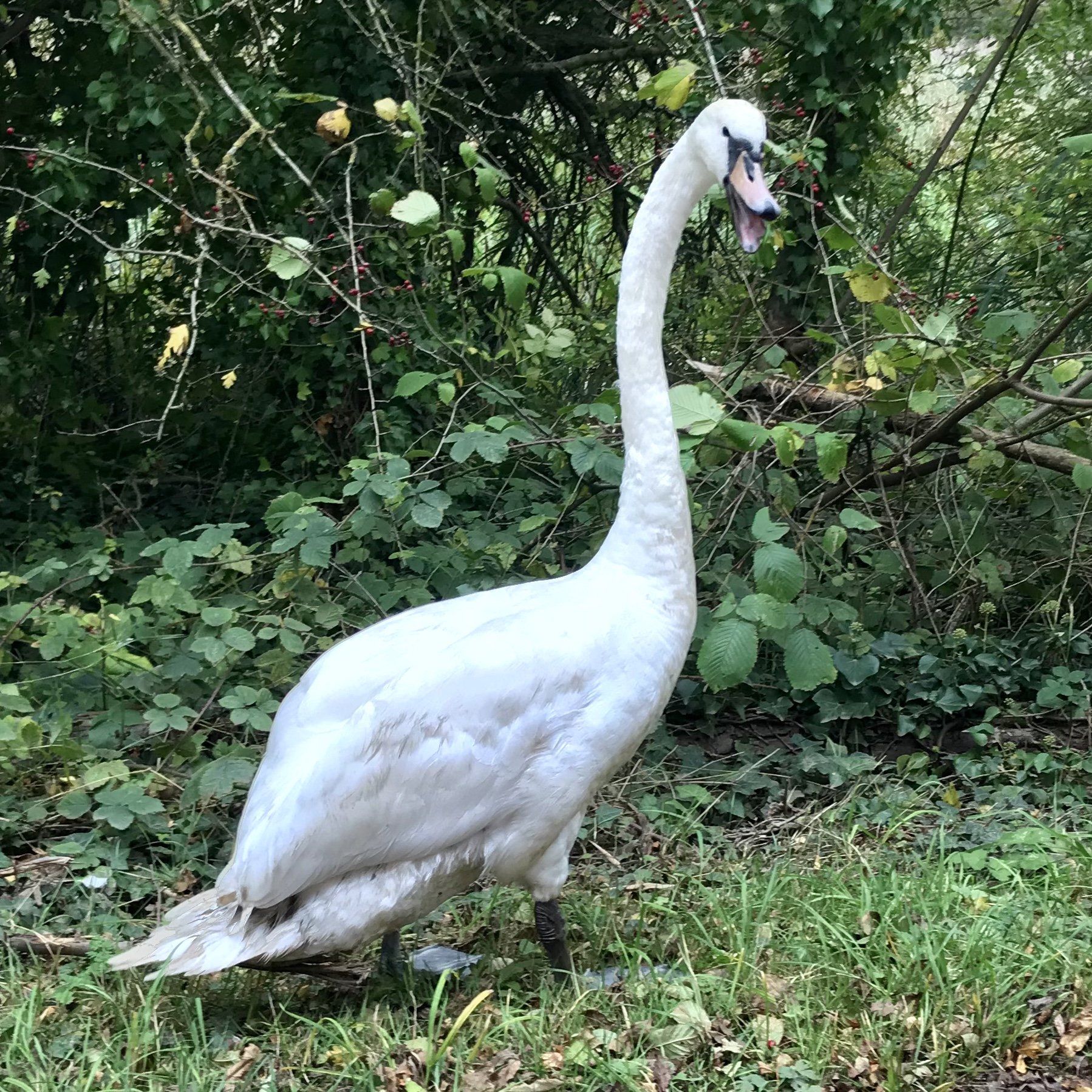 Photo by: Derek Smith a swan at the side of the road