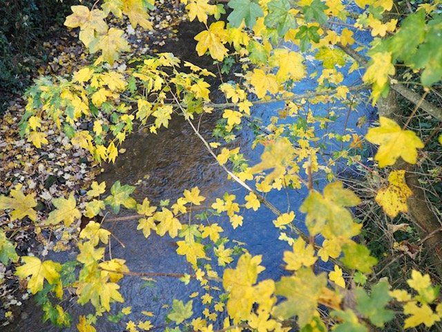 autumn trees, and leaves