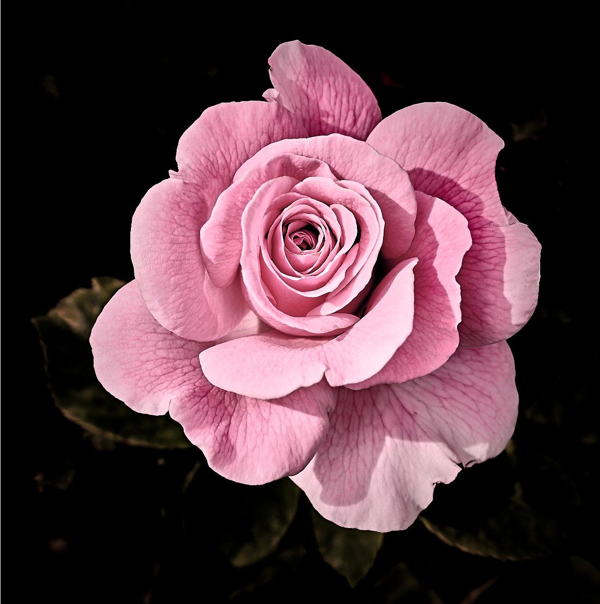 a pink rose