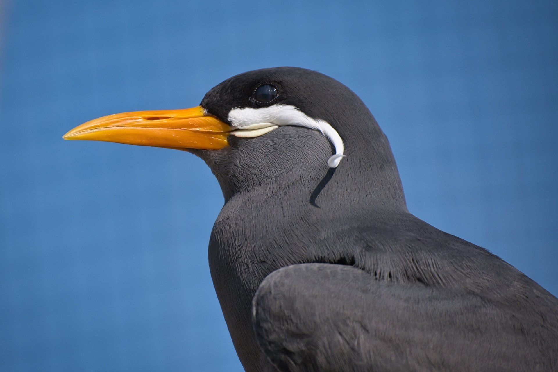 an inca tern