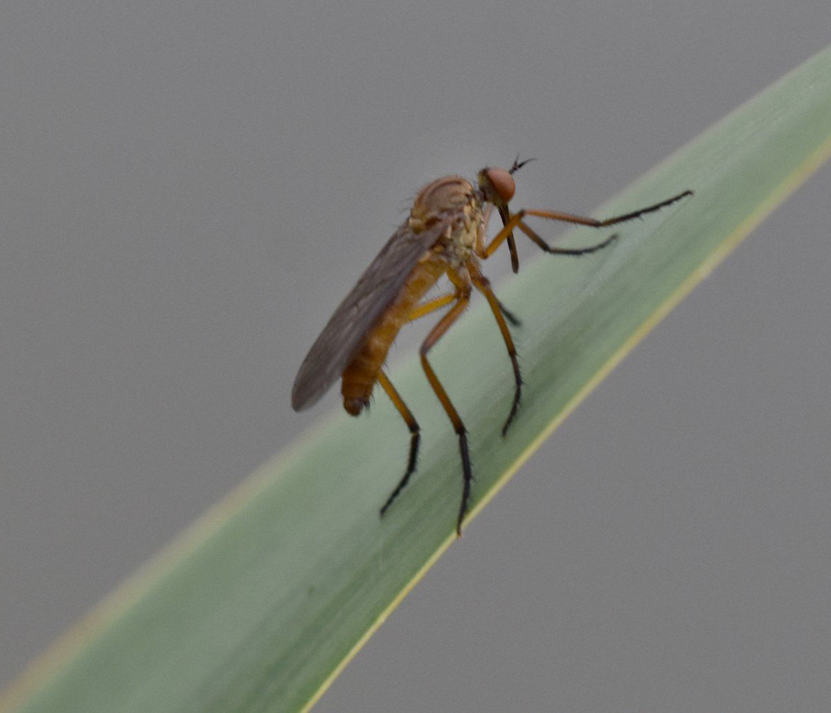 Photo by Graham Harrison an insect on a blade of grass