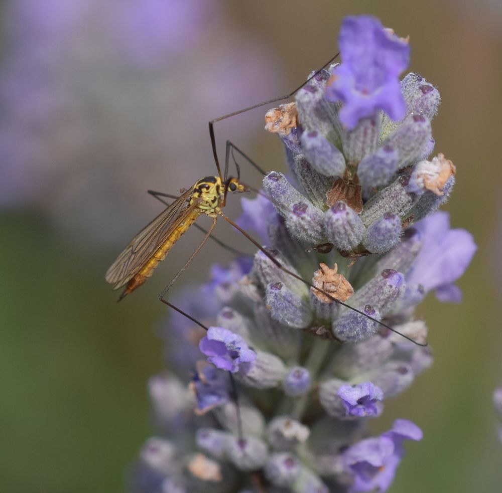 a selection of insects on a lavender bush