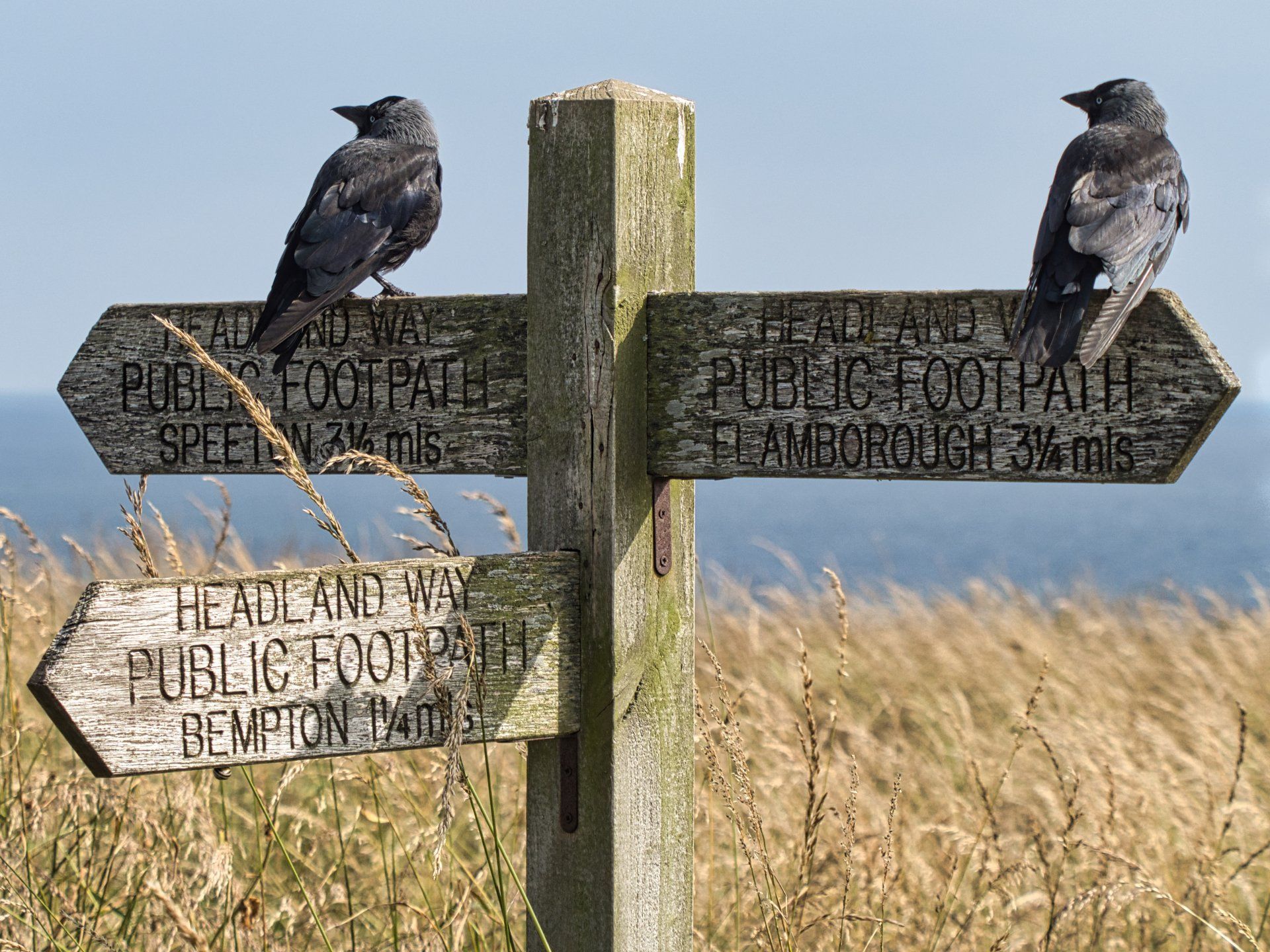 two jackdaws sitting on a signpost
