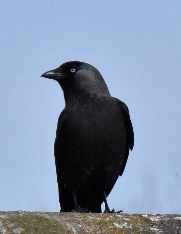 a jackdaw