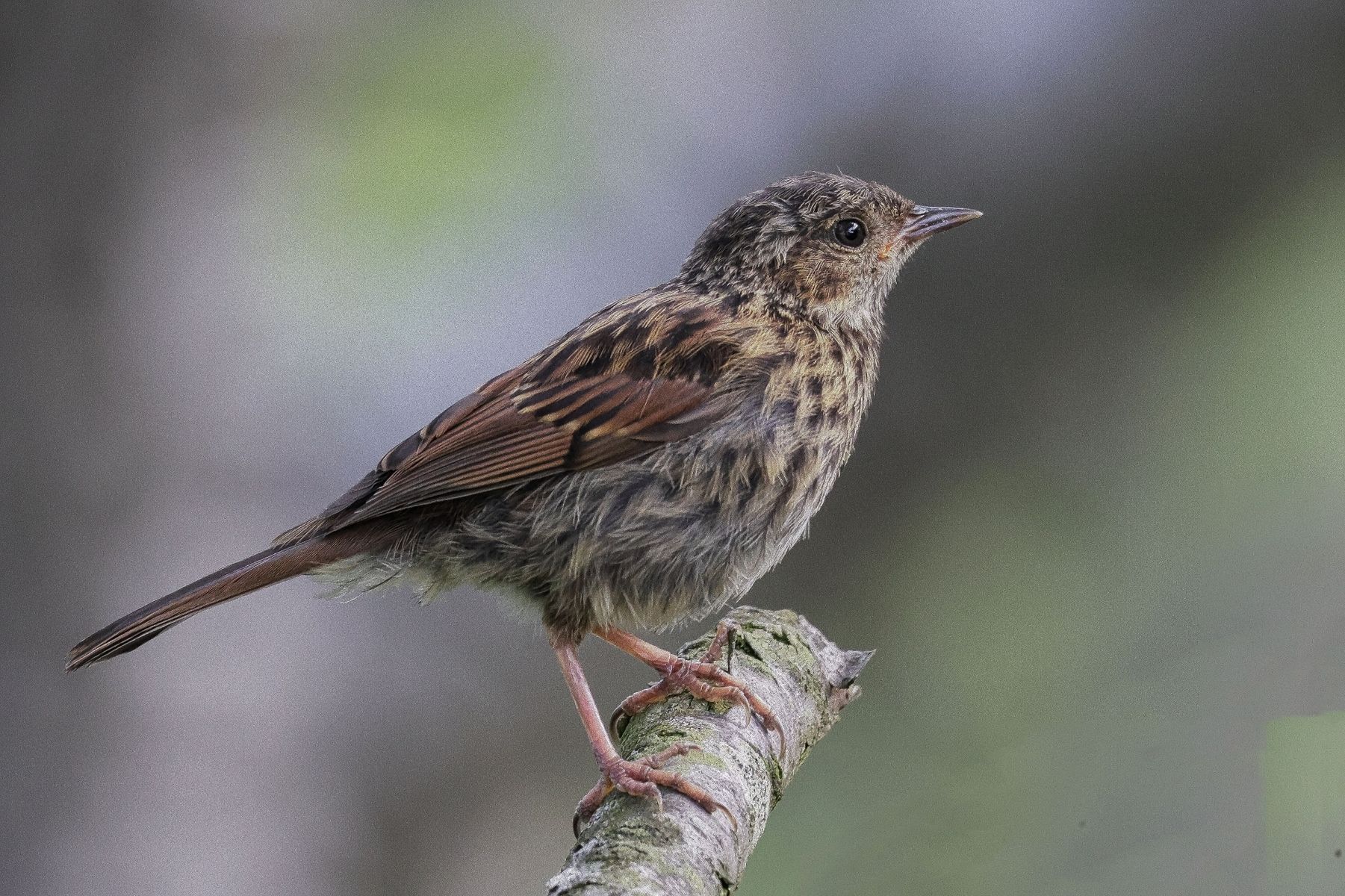 a juvenile Dunnock on a branch