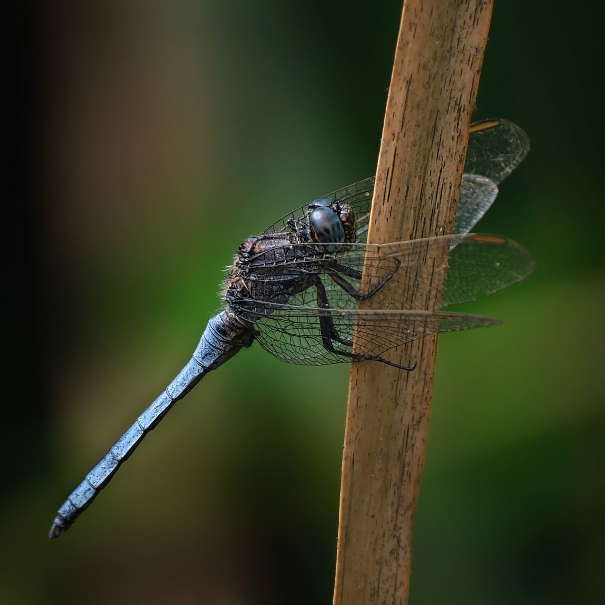 a dragonfly on a reed