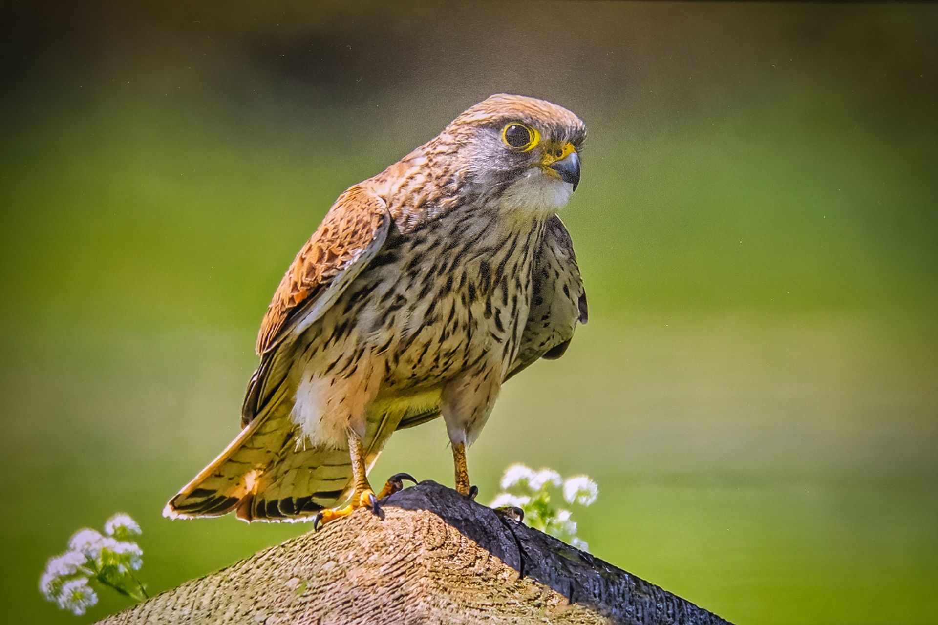 a kestrel on a post