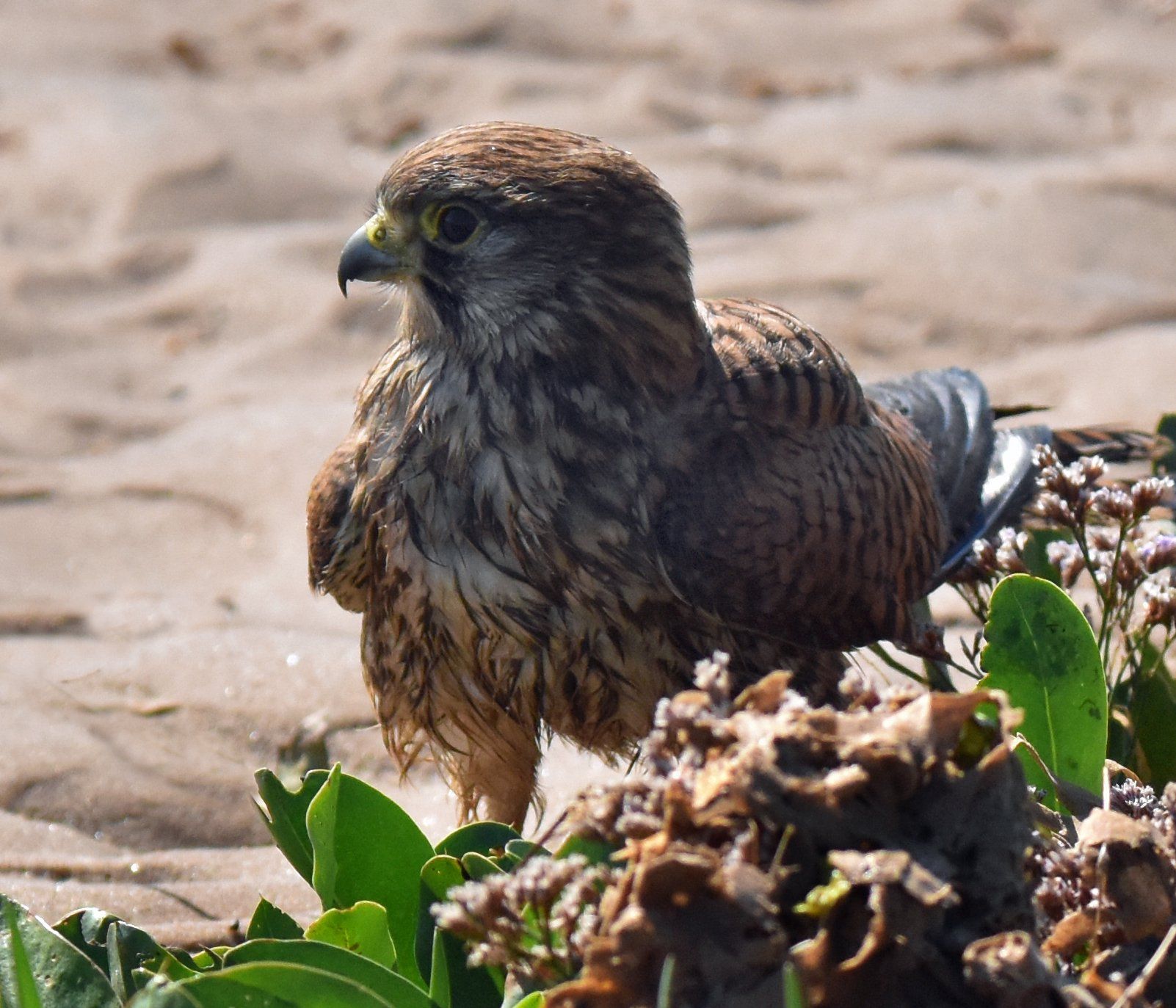 a kestrel at gibraltar beach