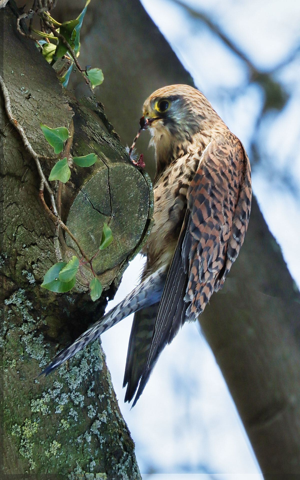 a kestrel on a tree branch with the kill