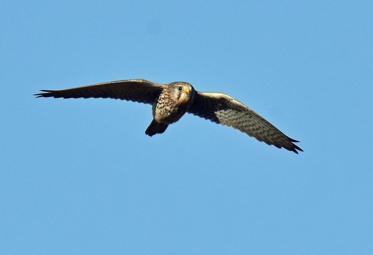 Kestrel by Graham Harrison a kestrel in flight over the lincolnshire wolds
