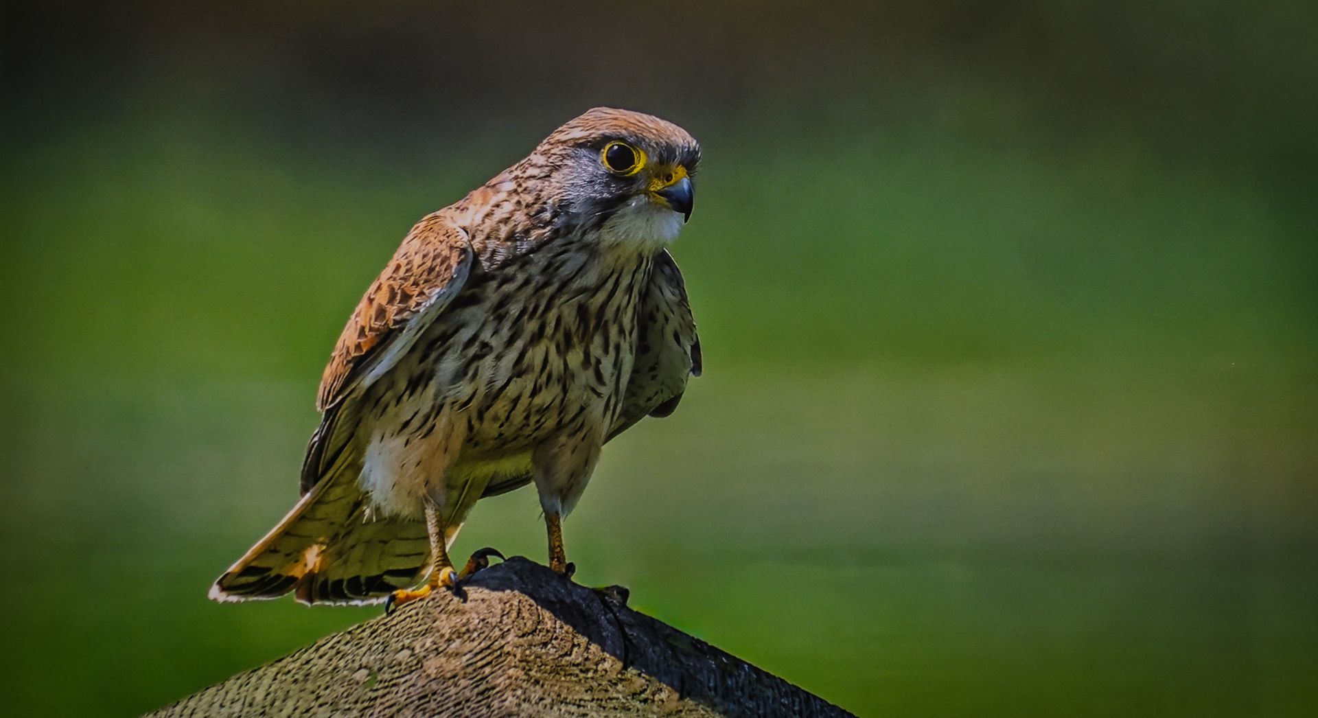a kestrel on a fence post