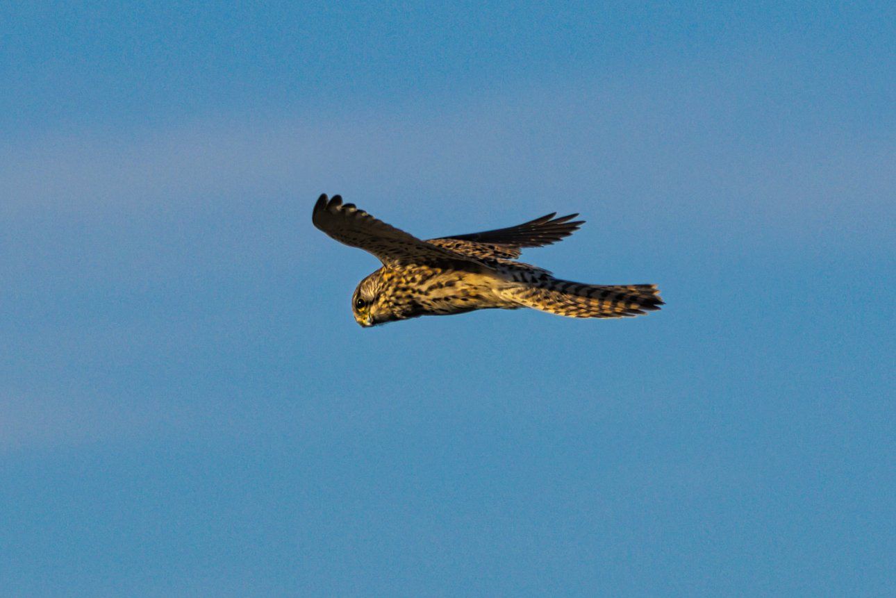 a kestrel in flight