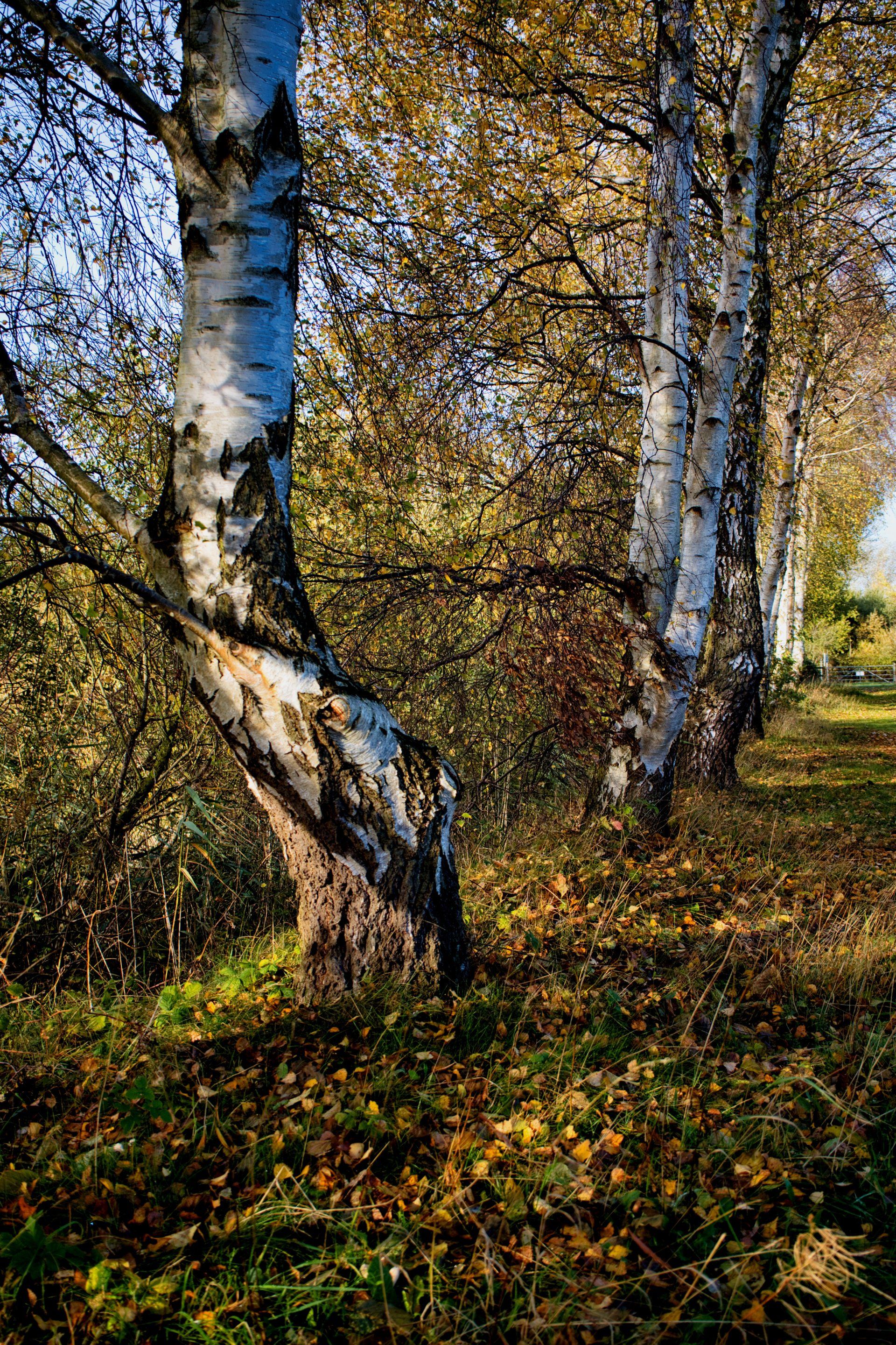 a line of silver birch trees
