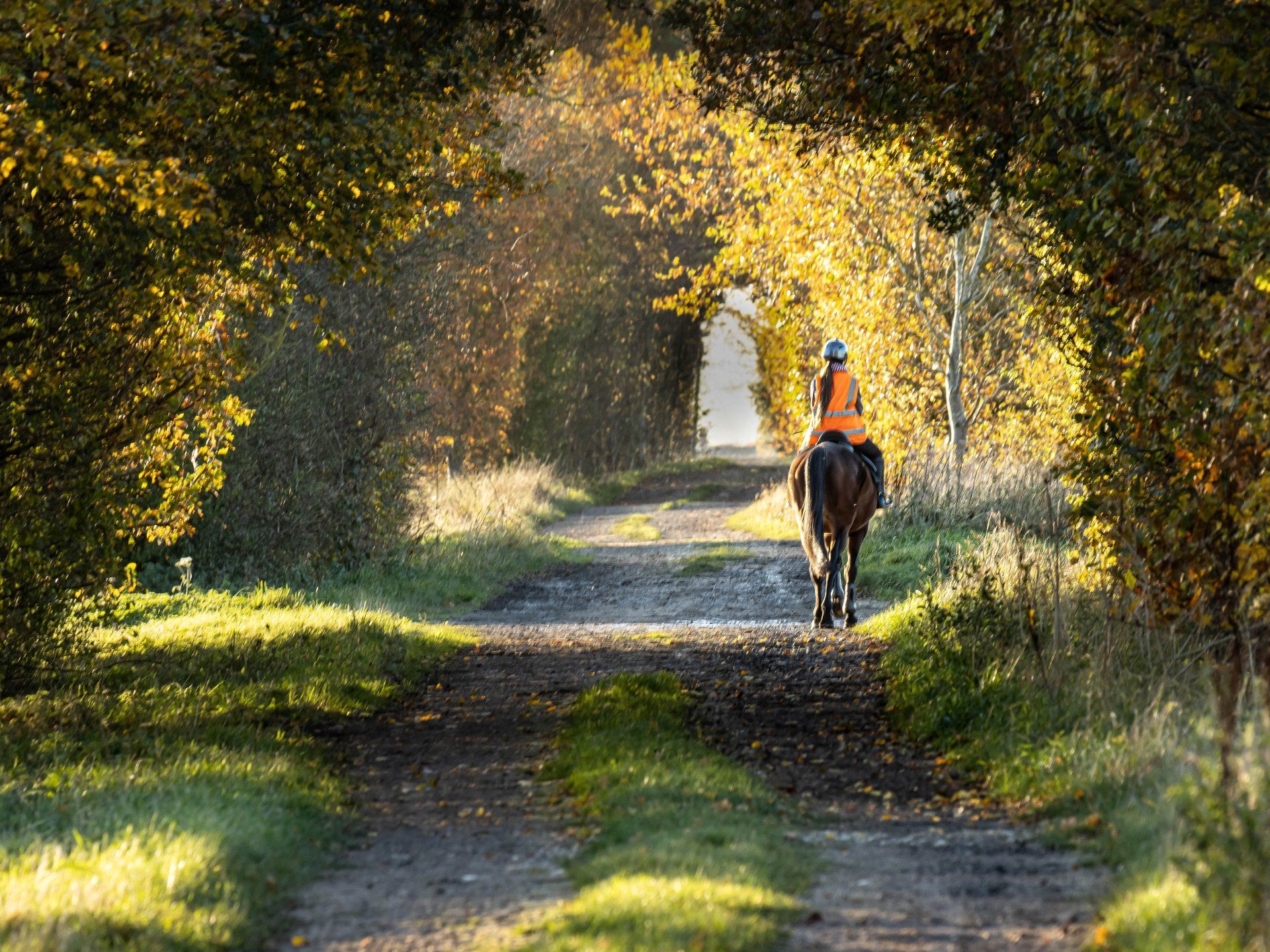 a horse rider in a green lane