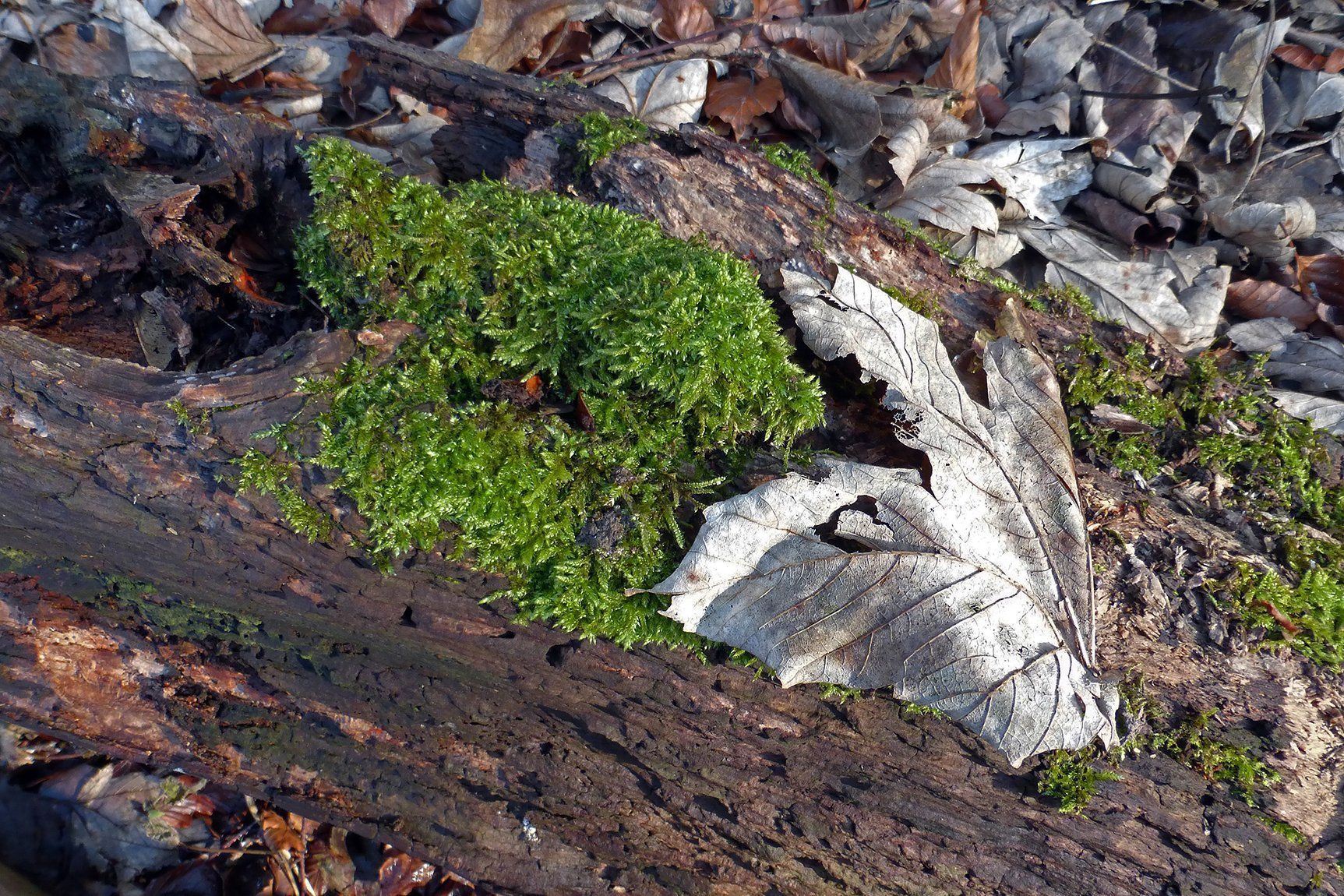 a leaf in late afternoon winter sunshine