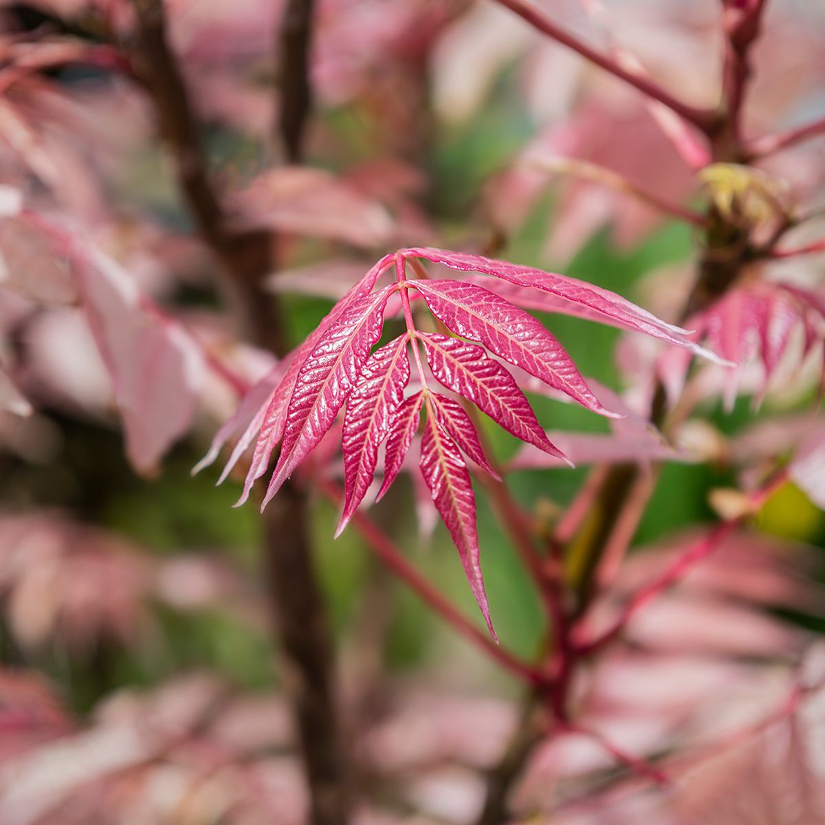 leaf detail in Baumber