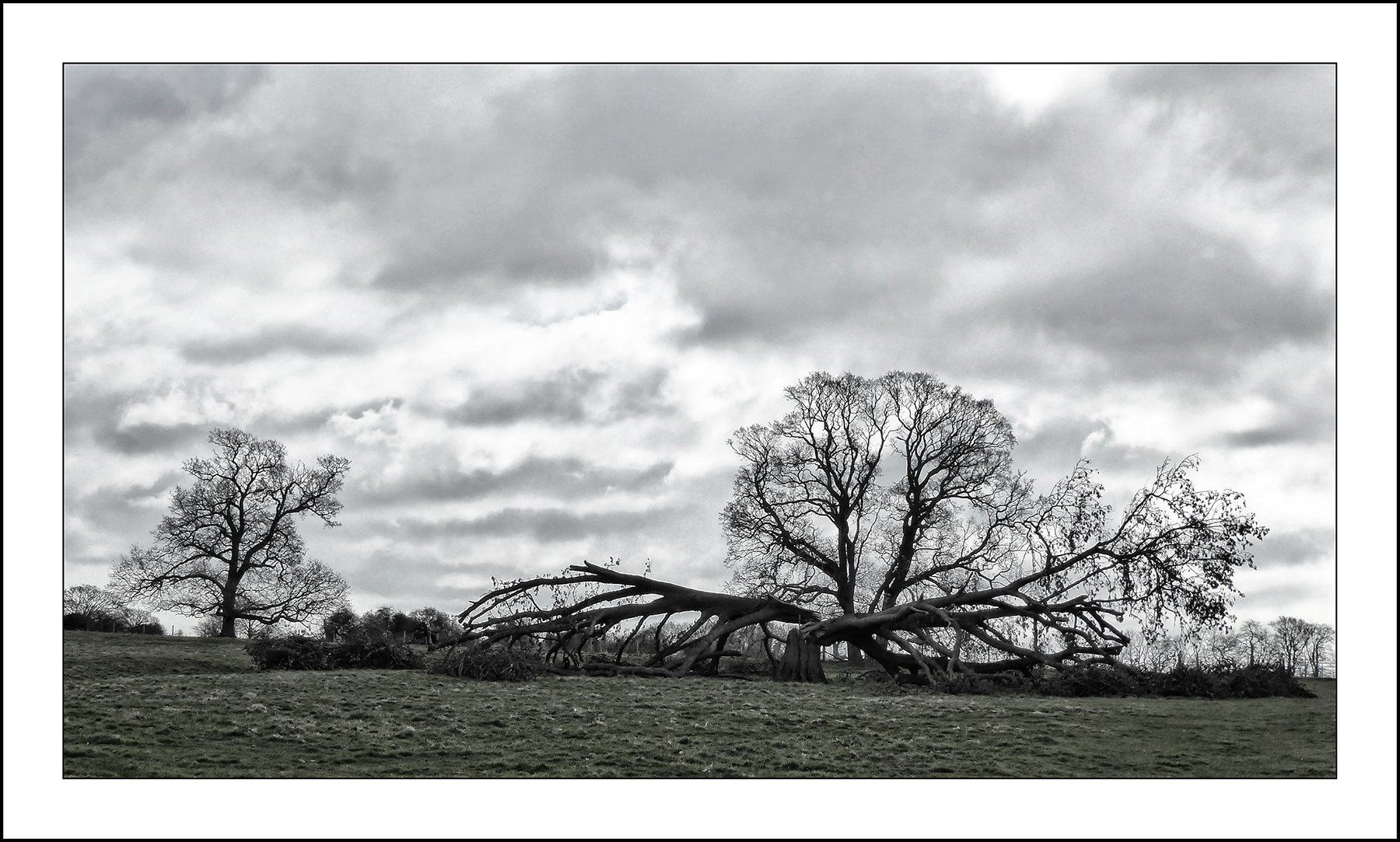 monochrome tree struck by lightning