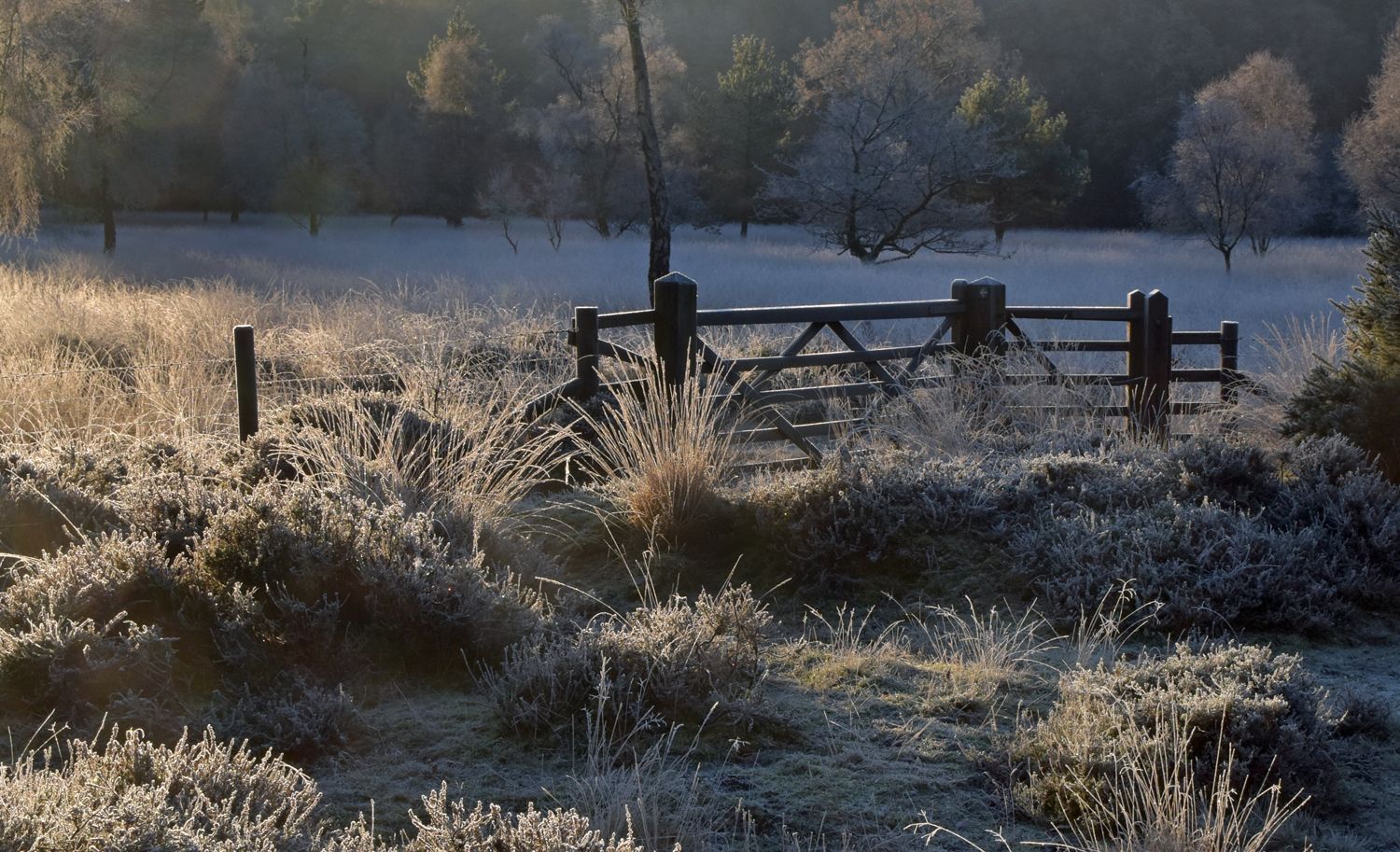 a winter time view of Linwood Warren nature reserve