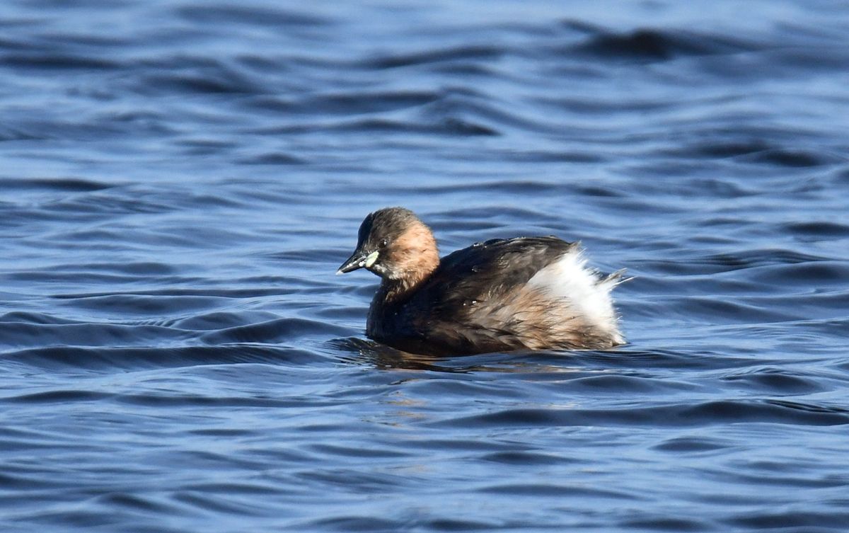 Little Grebe by Graham Harrison A little grebe duck on water
