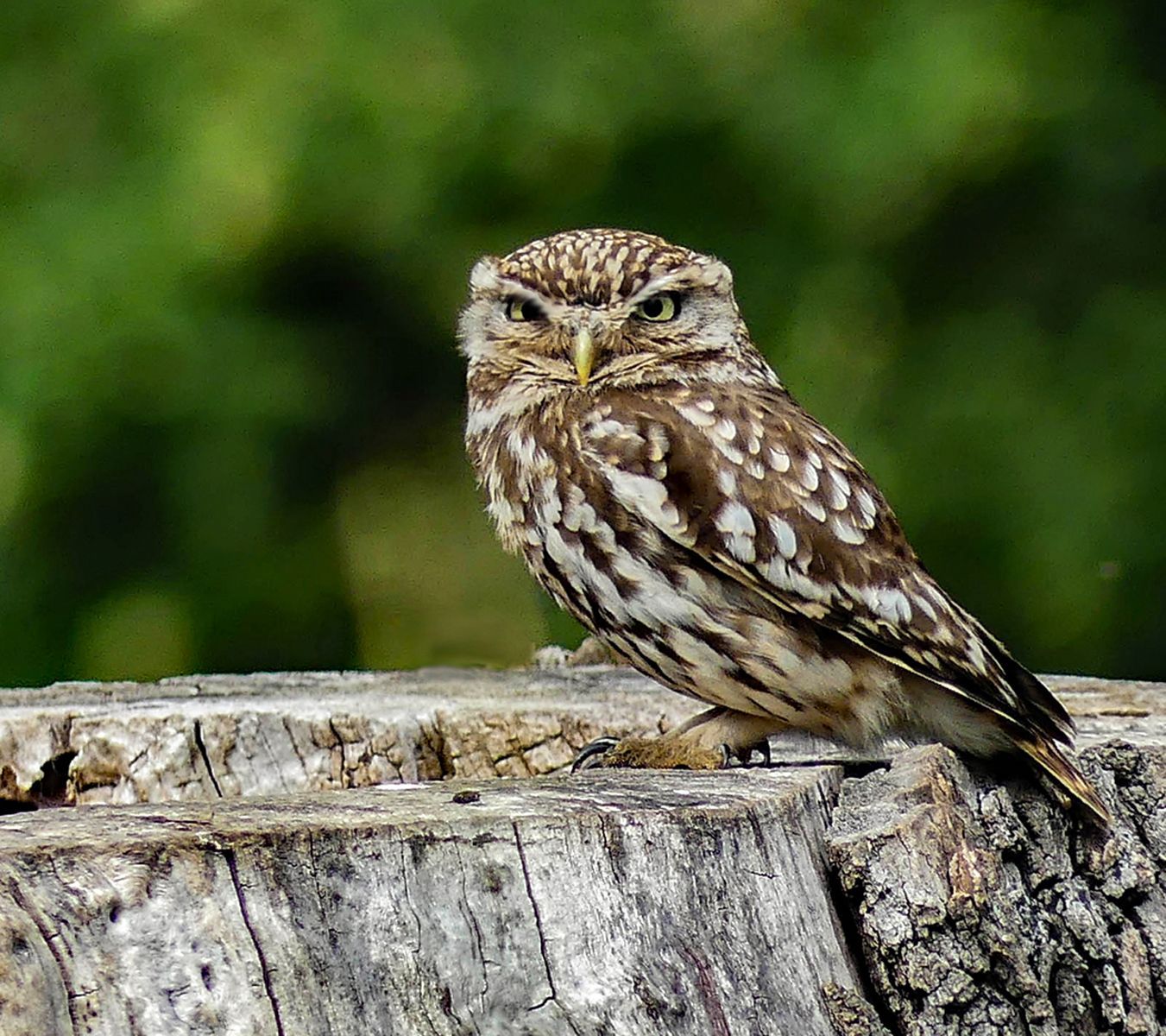 a Little Owl on a tree stump