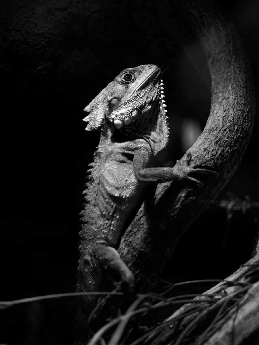 a captive lizard on a branch