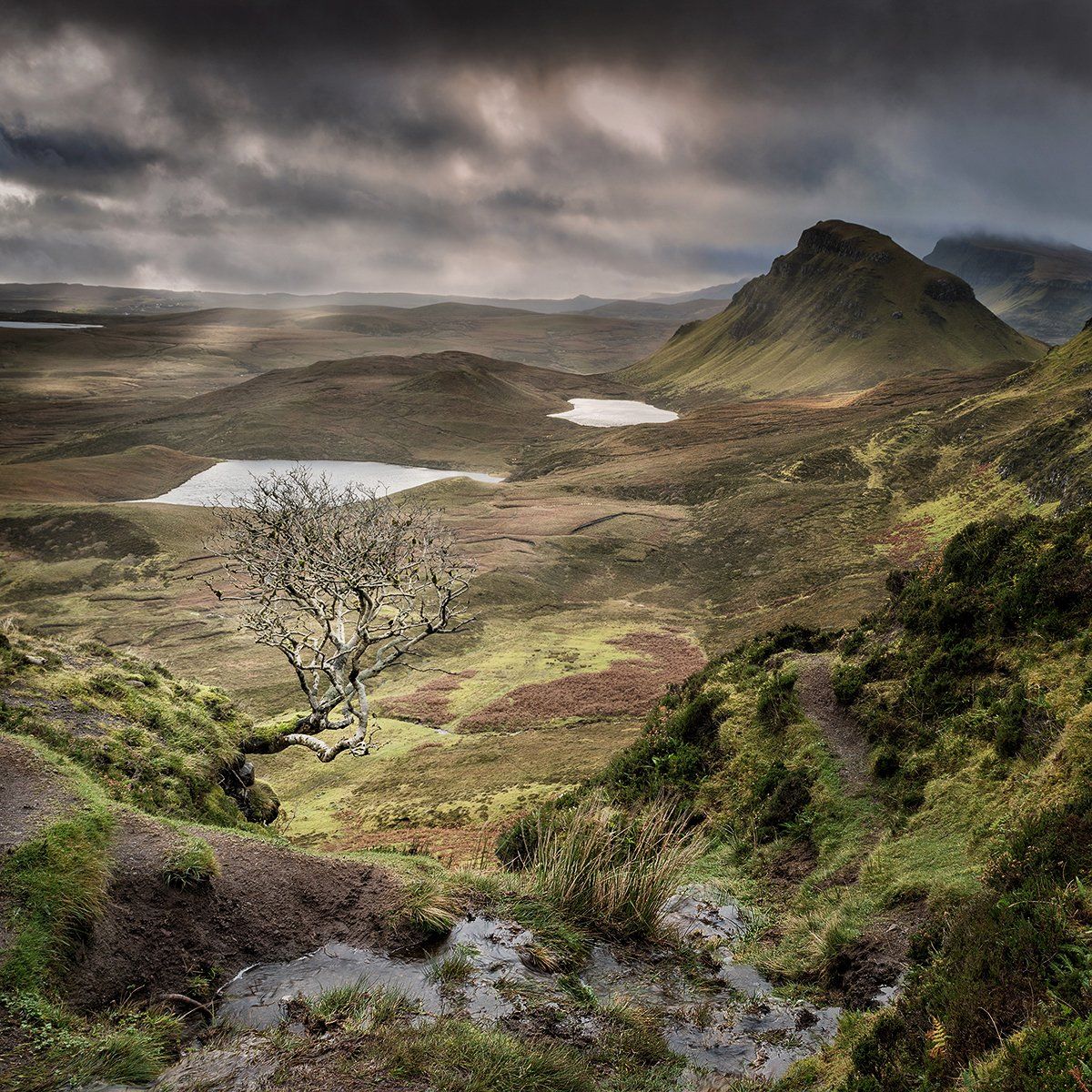 a view of a lone tree landscape