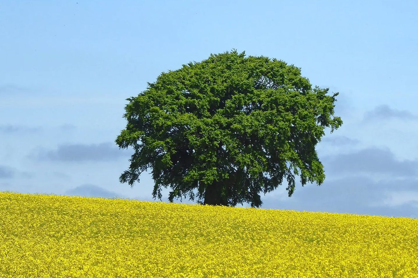 A lone tree in a field