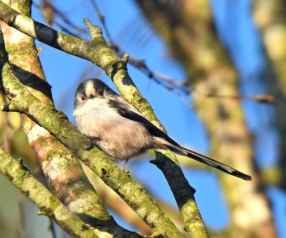Long Tailed Tit by Graham Harrison a long tailed tit bird in a tree
