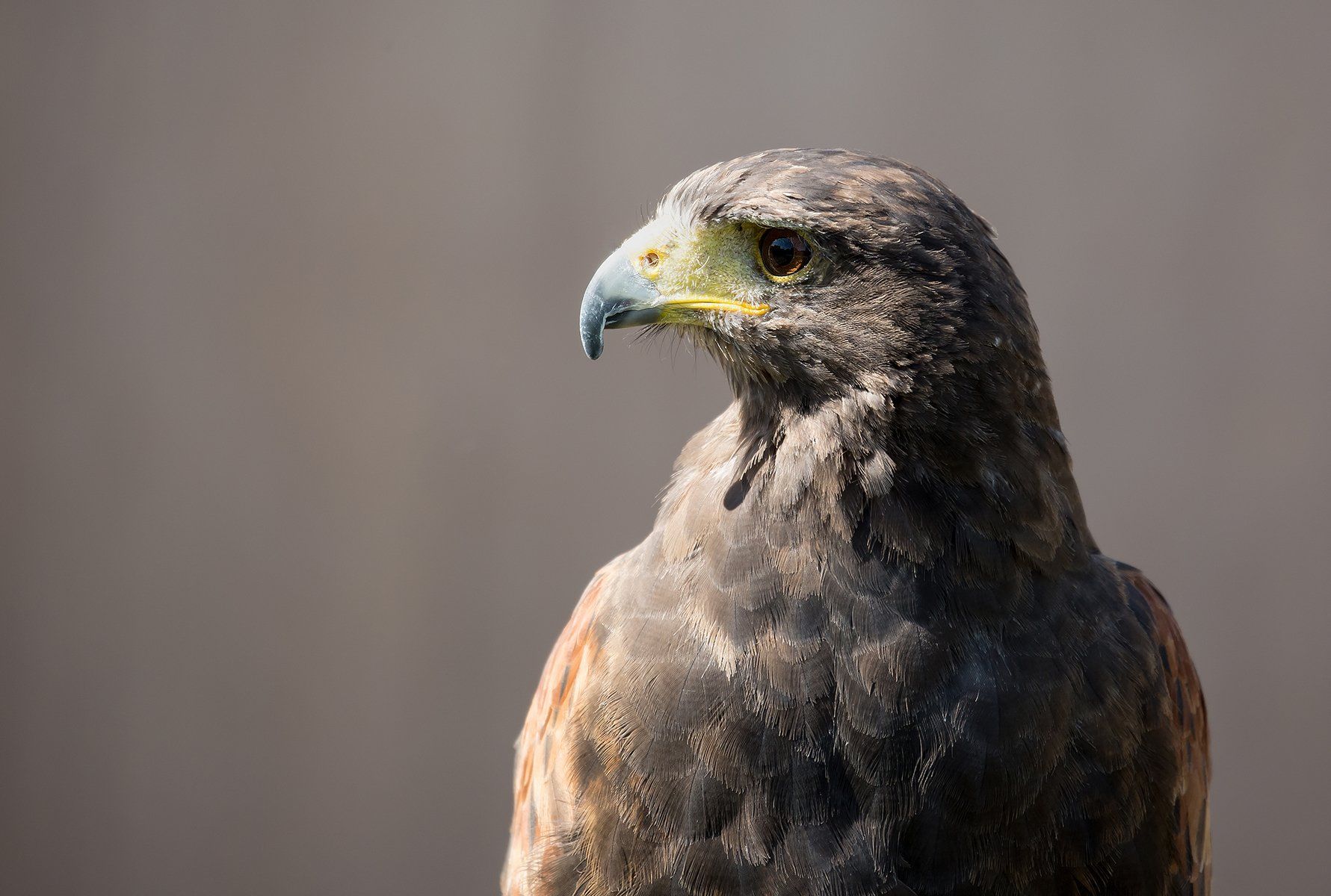 Looking West by Paul Malley a perched eagle