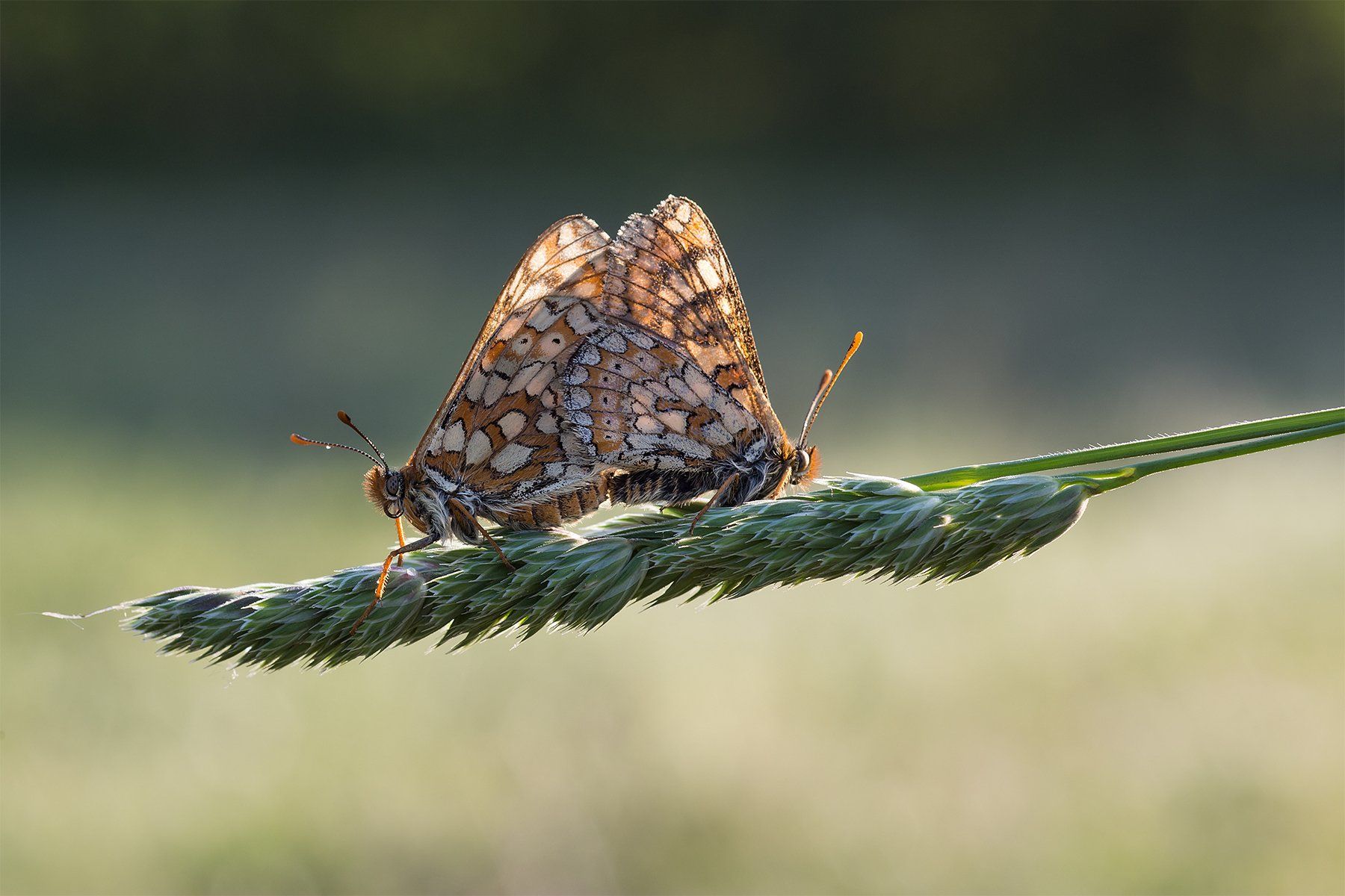 marsh fritillary, couple