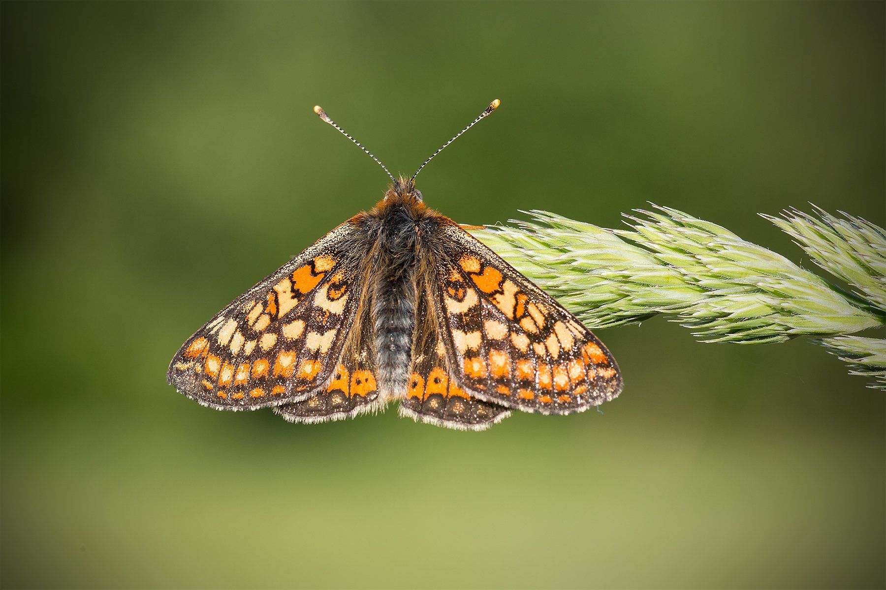 marsh fritillary, open wings