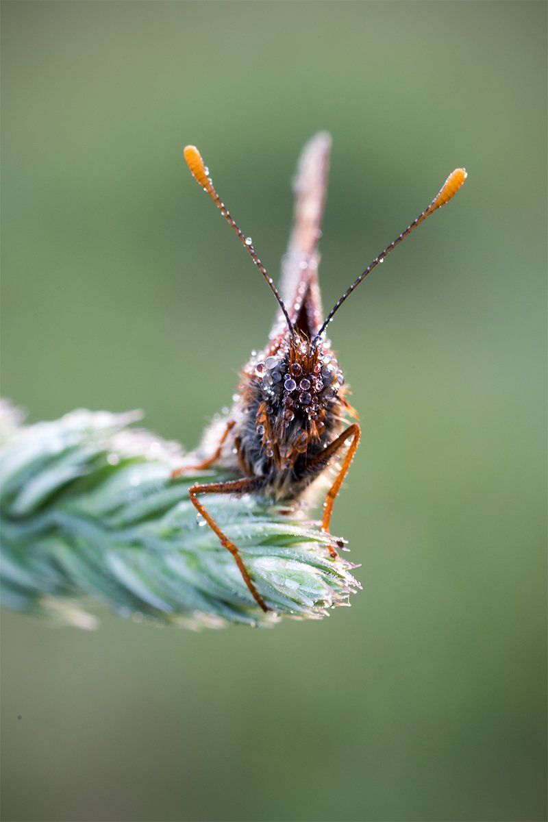 marsh fritillary, head