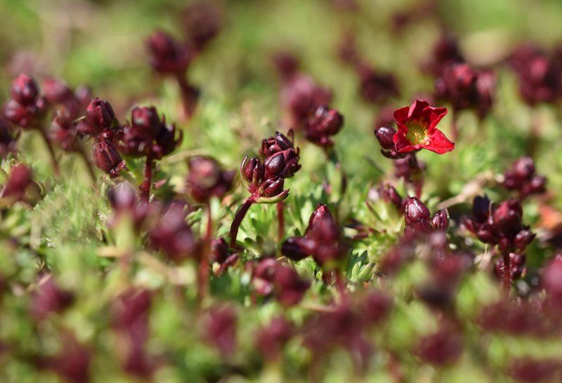 garden flowers