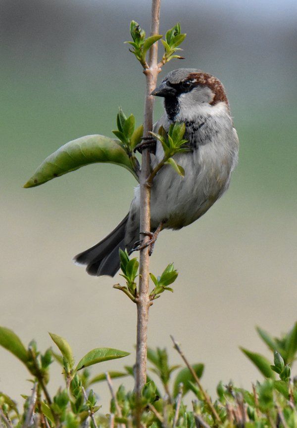 a male sparrow