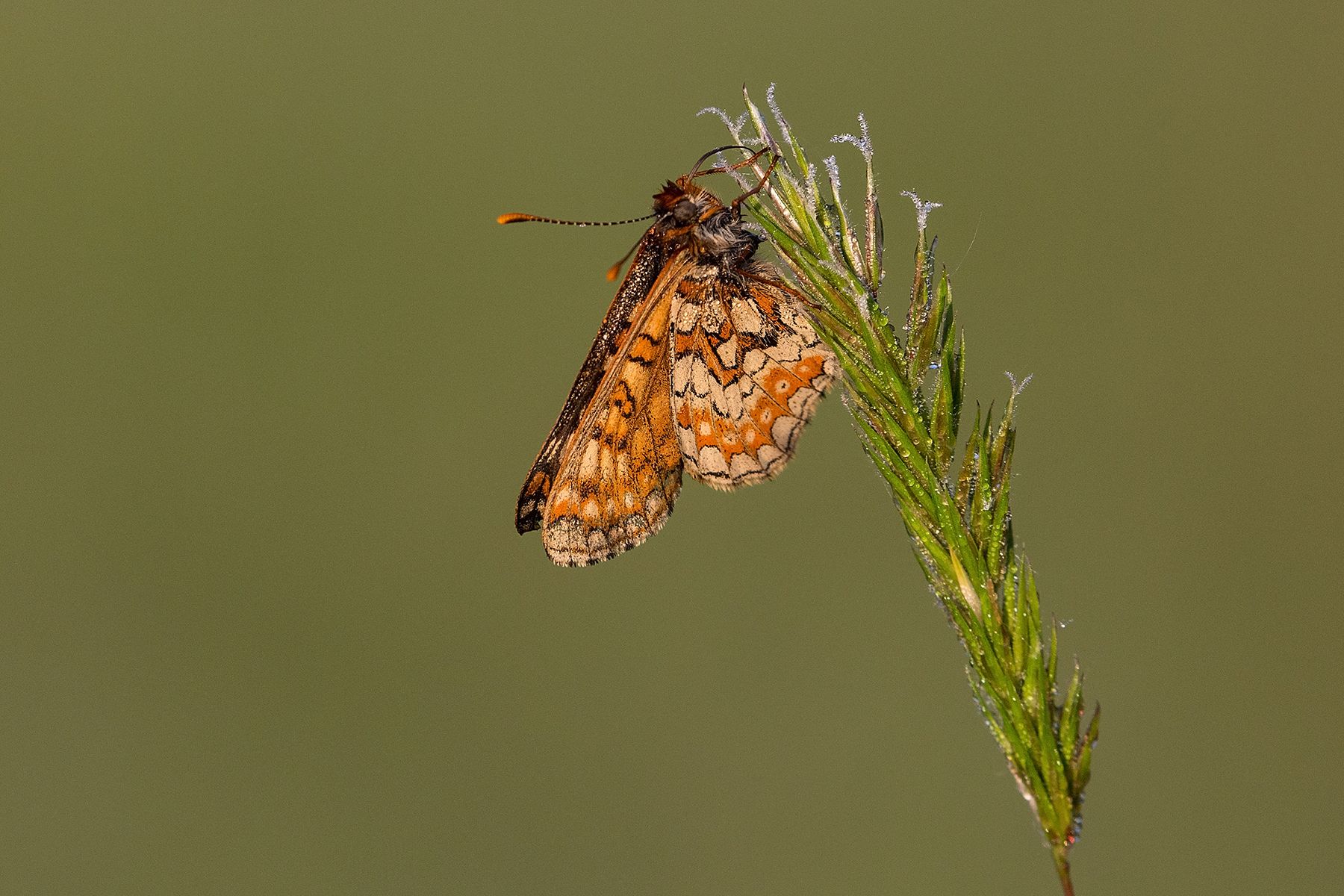 a marsh fritillary butterfly on a grass stalk
