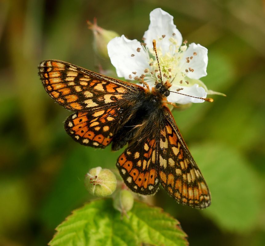 Marsh Fritillary by Graham Harrison A marsh fritillary butterfly