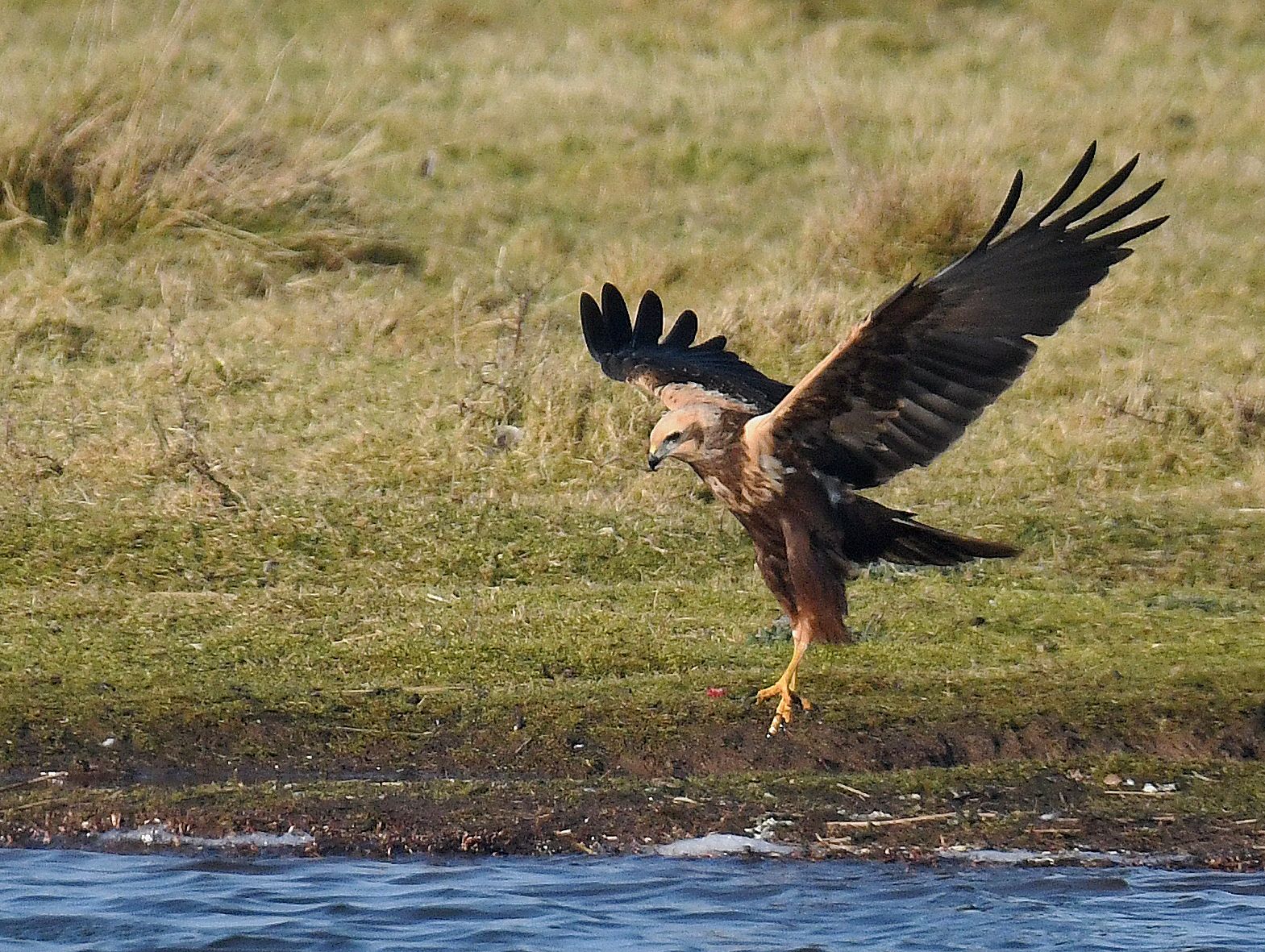 Marsh Harrier by Graham Harrison A Marsh Harrier