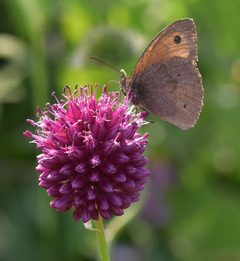 a meadow brown butterfly
