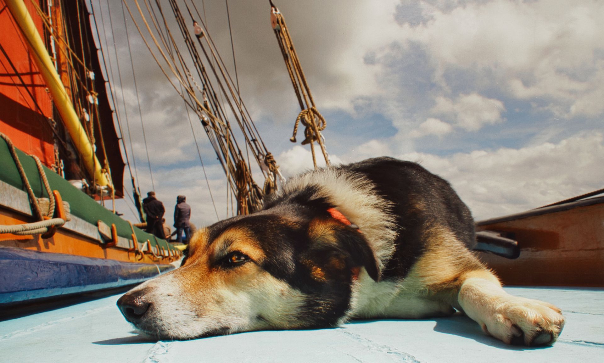 Meg the ships dog on a Thames sailing barge