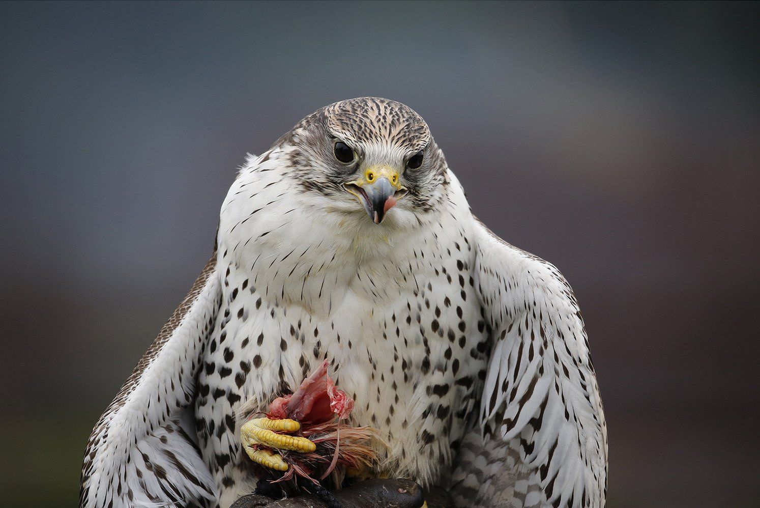 a photo of a raptor bird