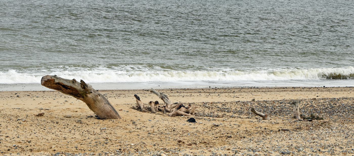 Monster log on Benacre Beach